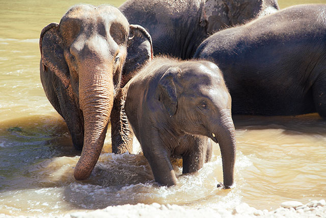 Elephant Nature Park - Chiang Mai