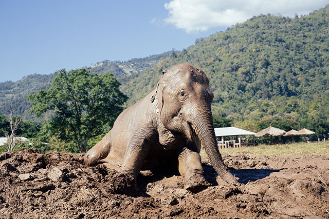 Elephant Nature Park - Chiang Mai