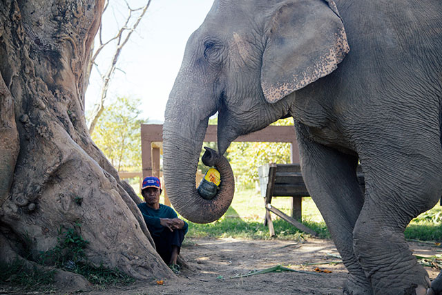 Elephant Nature Park - Chiang Mai