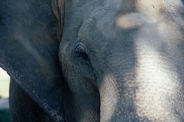 Elephant Nature Park - Chiang Mai