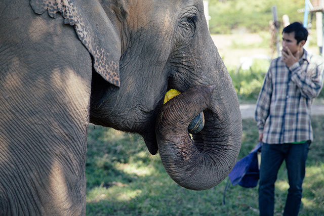 Elephant Nature Park - Chiang Mai