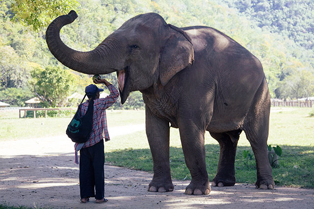 Elephant Nature Park - Chiang Mai