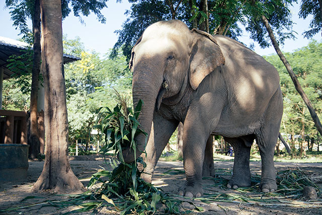 Elephant Nature Park - Chiang Mai