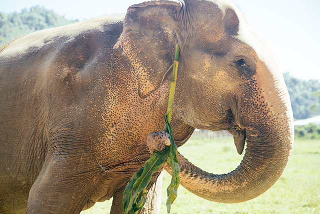 Elephant Nature Park - Chiang Mai
