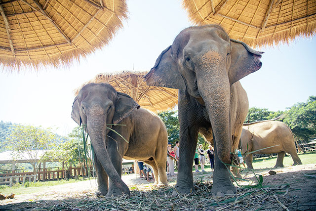 Elephant Nature Park - Chiang Mai