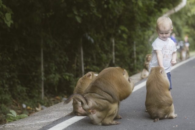 Phuket Monkey Hill