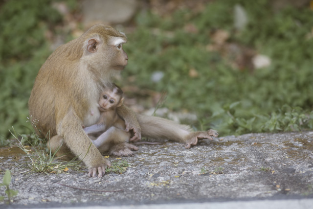 Phuket Monkey Hill