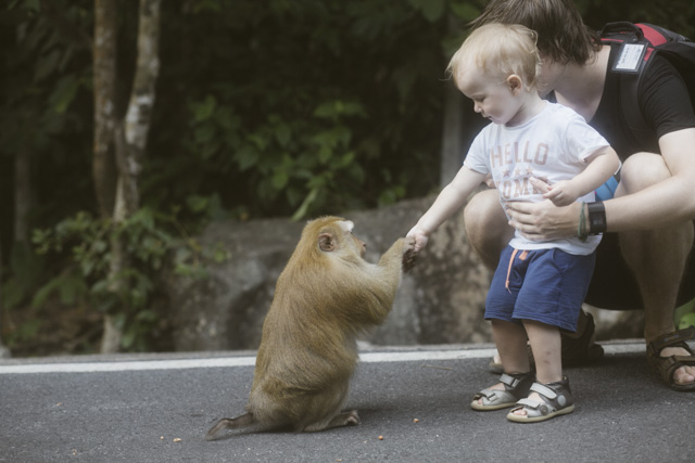 Phuket Monkey Hill