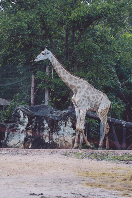 Zoologijos sodas Bankoke - Dusit Zoo