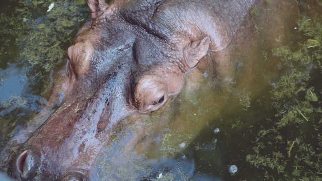 Zoologijos sodas Bankoke - Dusit Zoo